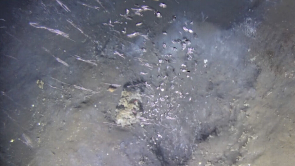 Methane seeps such as these can be observed on many locations on the ocean floor in the Arctic. Investigations of seasonal variability of this type of methane release provide important input for more precise calculations of the climate gas budget. Photo: CAGE/UiT