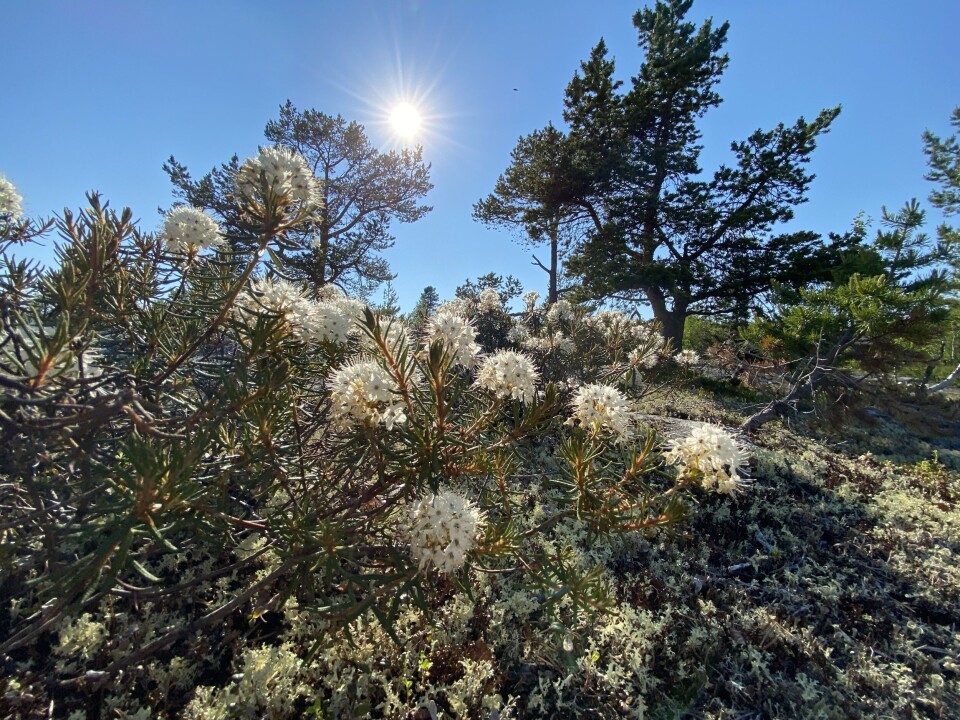 Blooming wild rosemary, the northernmost of the large genus Rhododendron, shines in competition with the Midnight Sun as temperatures in Finnmark on the coast to the Barents Sea surpassed 30 degrees Celcius on June 29. Photo: Thomas Nilsen