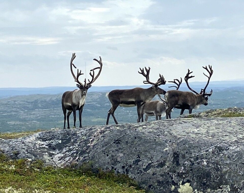 A mountain in Finnmark, Norway. Respect for land rights was one of the focuses of the Indigenous Navigator survey. Photo: Thomas Nilsen