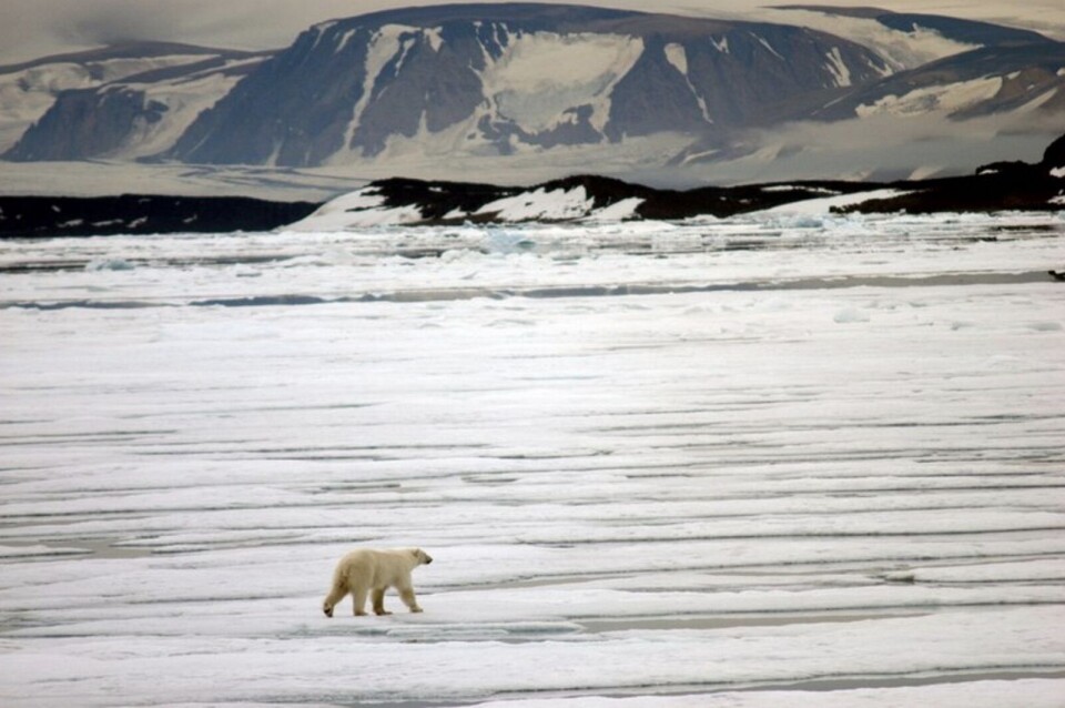 Sea ice off the coast of Svalbard. Thomas Nilsen