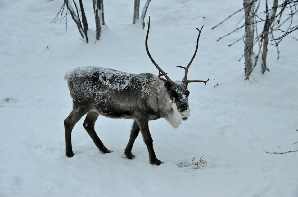 Reindeer. Photo: Thomas Nilsen