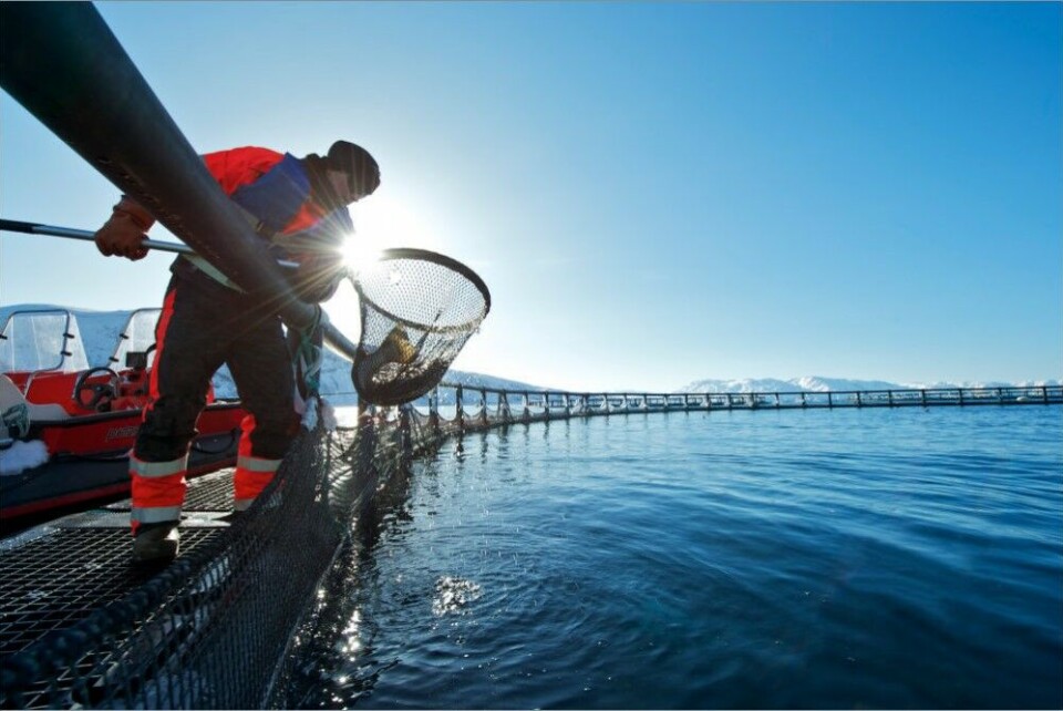 Salmon farm in Northern Norway. Photo: Johan Wildhagen / Norwegian Seafood Council.