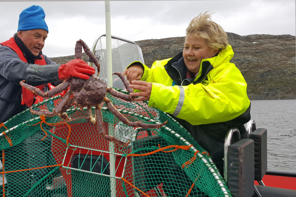 Norway’s Prime Minister Erna Solberg can smile for the export values of seafood. Here while catching King Crab in a fjord on the coast of the Barents Sea. Photo: Thomas Nilsen