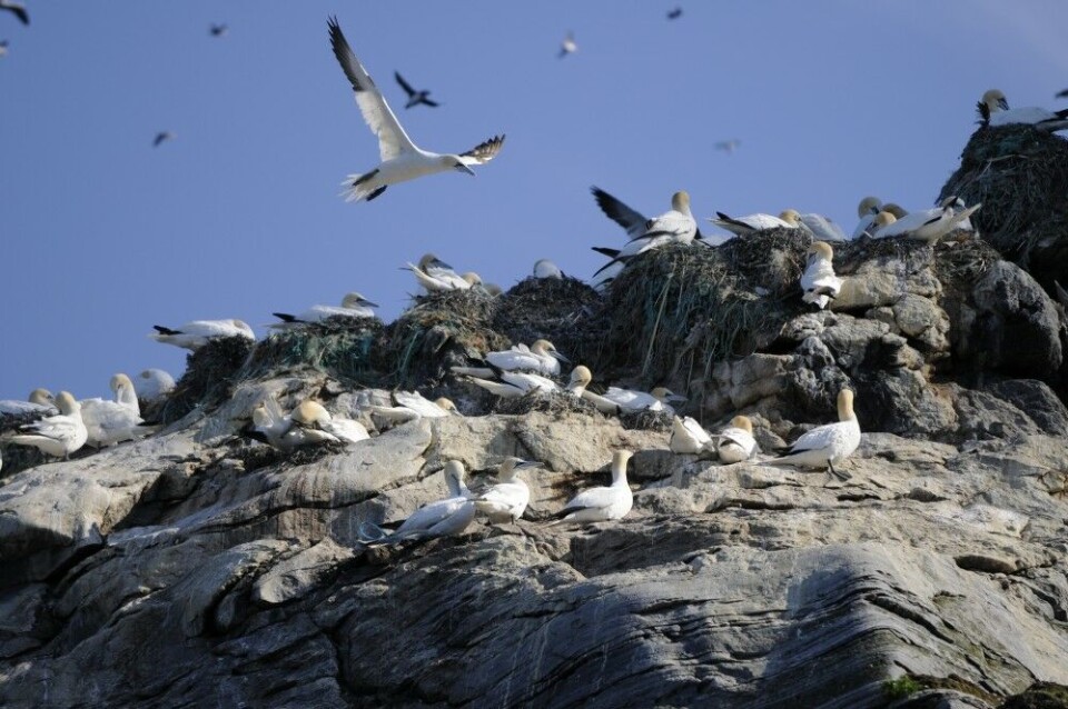 Gannets at bird cliff in Finnmark, Norway. Photo: Thomas Nilsen