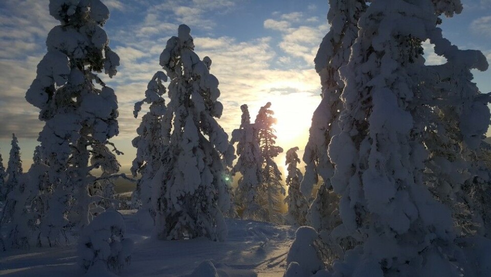 Заснеженная Лапландия. Фото: Томас Нильсен