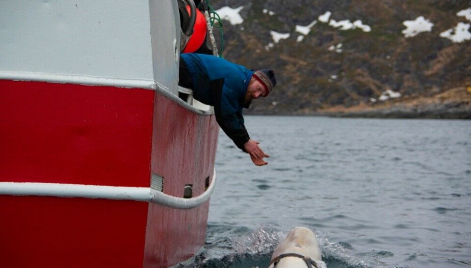 Fisherman Joar Hesten on Norway’s Barents Sea coast in April 2019 interacting with ‘Whaledimir’. Photo: Jørgen Ree Wiig / Fiskeridirektoratet