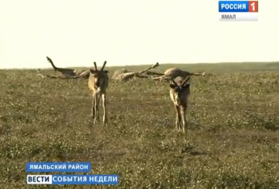 Anthrax outbreak: Dead reindeer on the Yamal tundra. Screenshot from Yamal Vesti