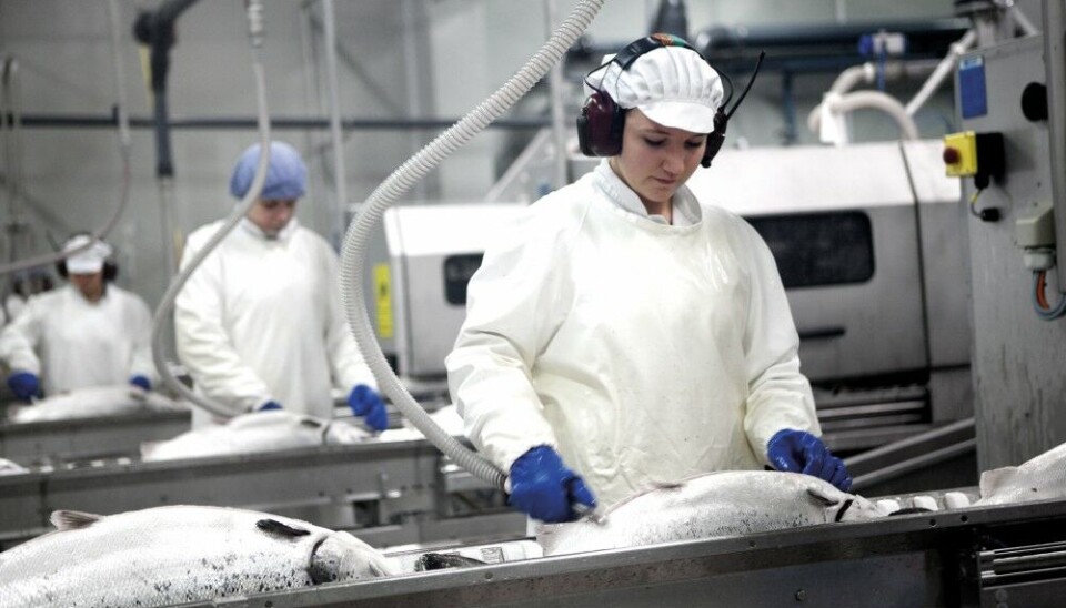 Fish farming of salmon is a blooming industry on the Faroe Islands. Photo: Bakkafrost