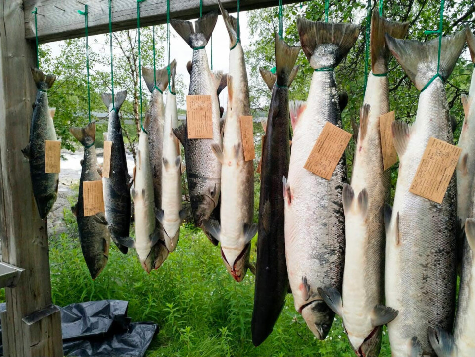 Salmon caught by the net. Photo: Sara Wesslin, Yle