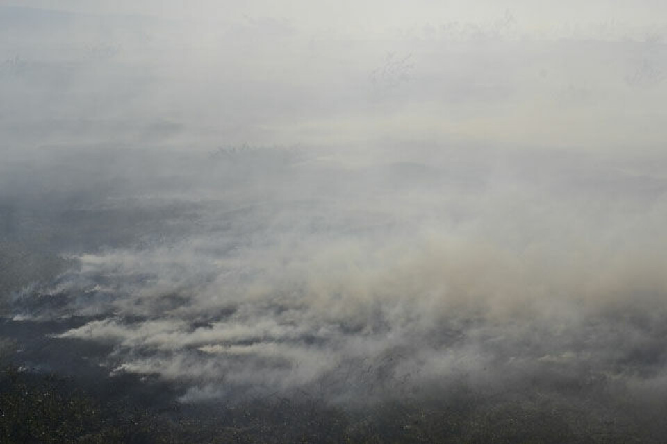 Fires rage in Murmansk Oblast. Photo: Tatiana Britskaya, Novaya Gazeta