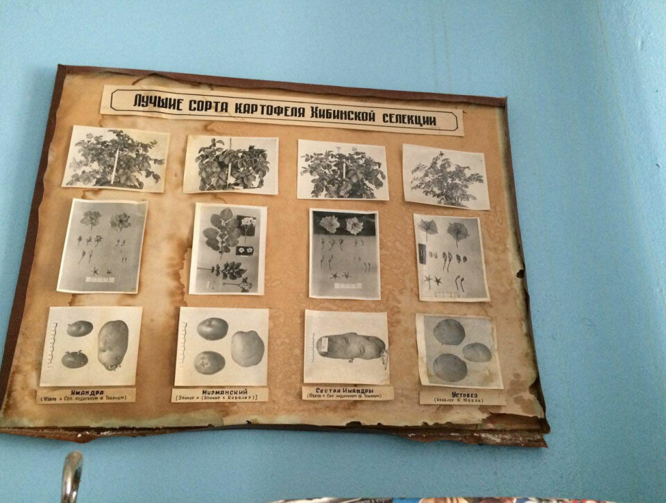 The Apatity Plant Institute holds a unique collection of about 3,000 different potato types. Photo: bloger51