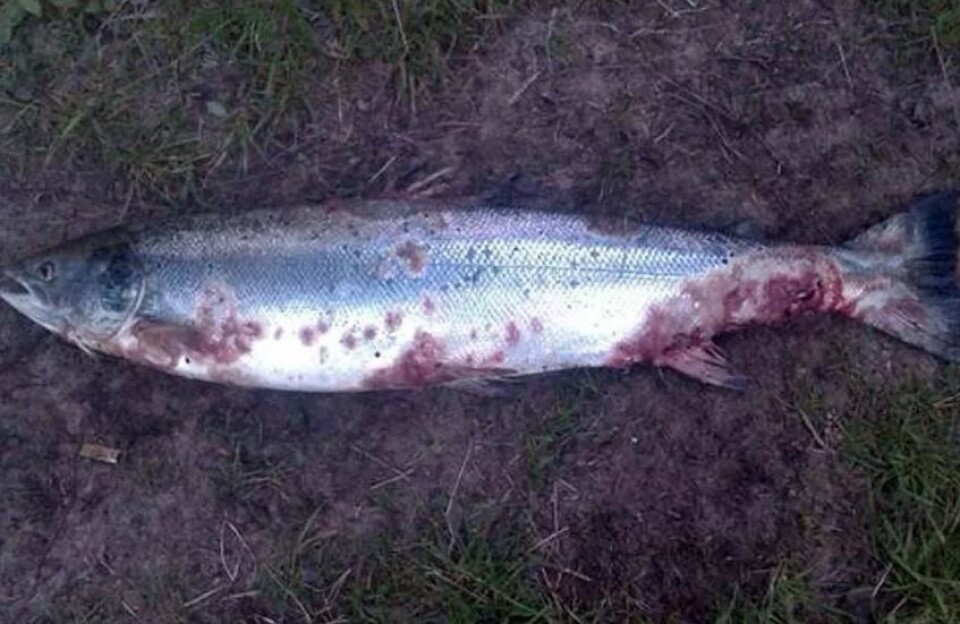 Sick salmon from the Kola River. Photo courtesy of Severpost