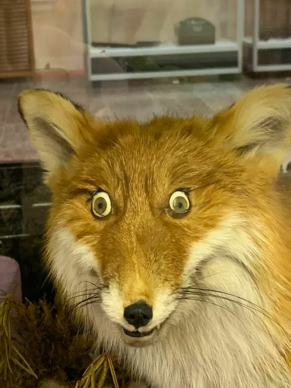 The Kovdor fox. Photo: Tatiana Britskaya