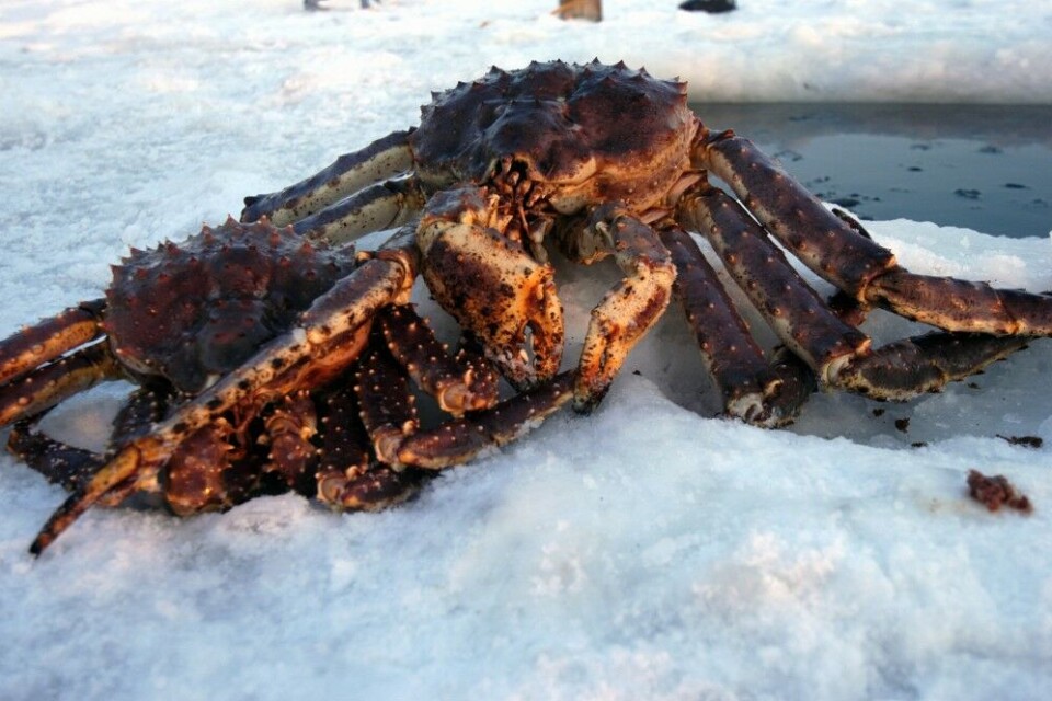 Tasty monsters: The red king crab is the largest of all crabs and is the most expensive per unit weight. Photo: Thomas Nilsen