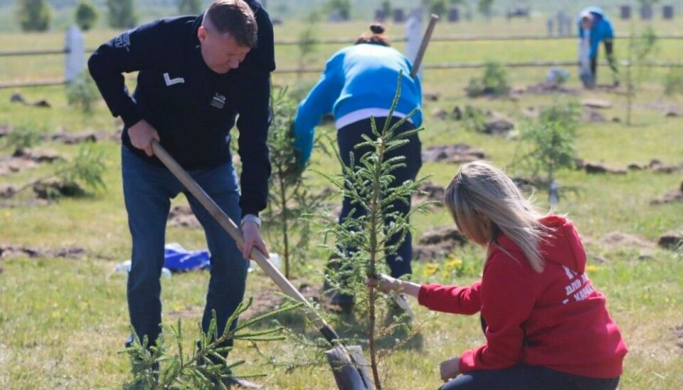 The 250 trees planted to commemorate soldiers killed in the war against Ukraine stand immediately adjacent to the German 2WW cemetery in Pechenga. Photo: Pechenga on VK