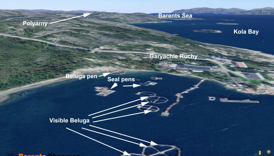 Six beluga whales in pens were visible on this 2019 satellite image from Garyachie Ruchy, near the closed naval town of Polyarny on the Kola Peninsula. Image: Google Earth / The Barents Observer