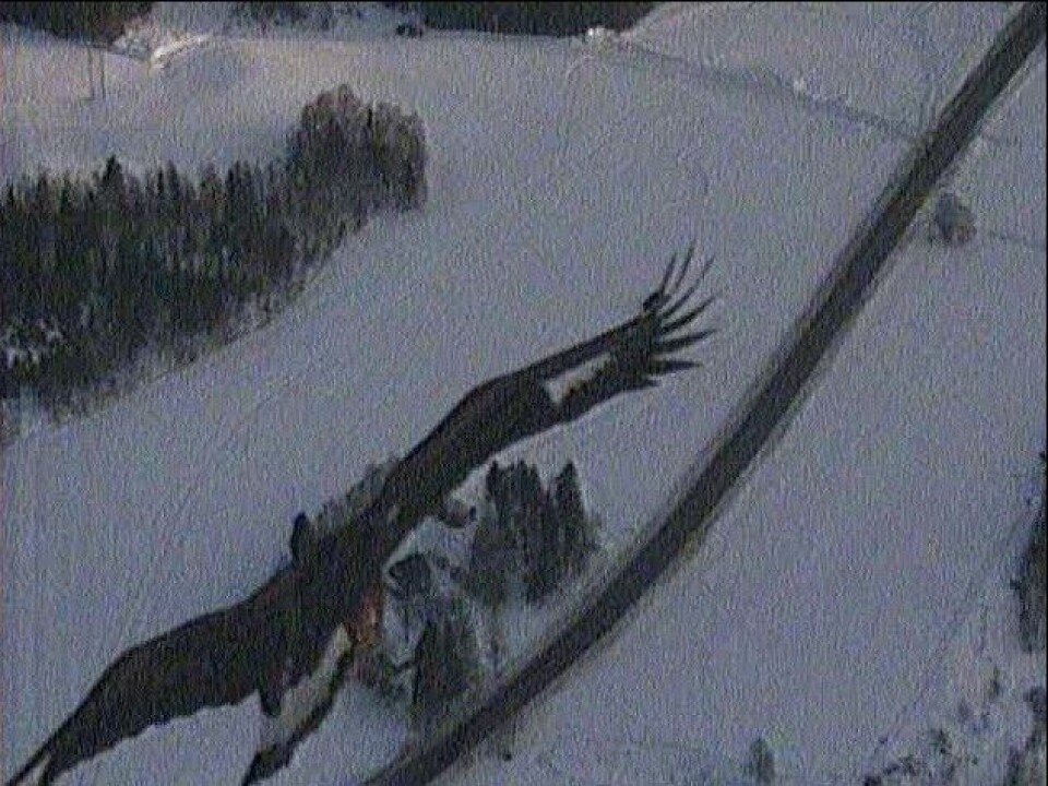 The drone's own photo of the eagle just before the attack. Photo: Forsvaret.no