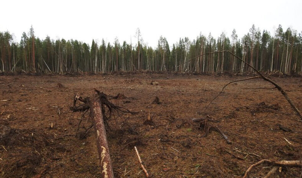 About one hectare of trees are blown away at the site in the forest some one and a half kilometers from the nearest village. Photo courtesy of Pinega municipality