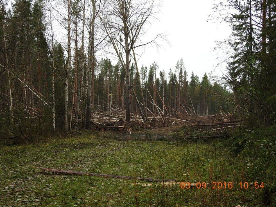 Trees lie scattered in a circle several hundred meters in diametre. Photo courtesy of Pinega municipality