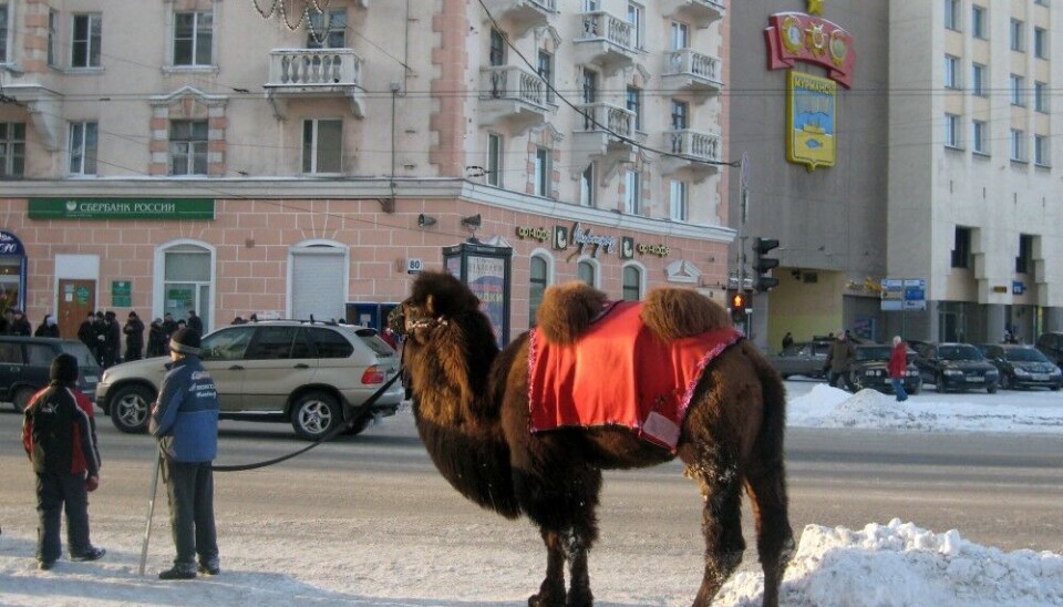 With the closure of the Barents office in Murmansk, end comes to an era of Norwegian presence in Russia's largest city above the Arctic Circle. Photo: Thomas Nilsen