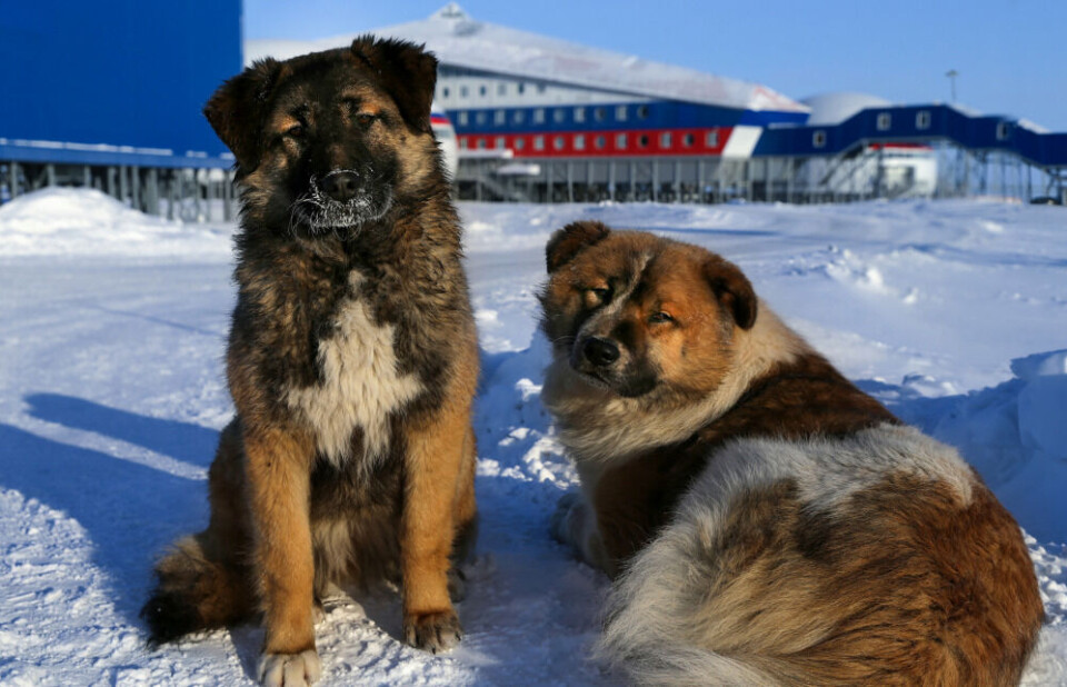 Nagurskoye Military Complex on Franz Josef Land. Photo: Russian Ministry of Defense