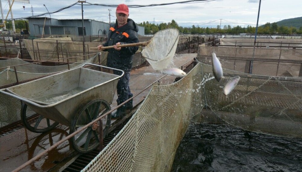 Trout is farmed in the warm cooling water coming out to Lake Imandra from Kola nuclear power plant. Photo: Thomas Nilsen