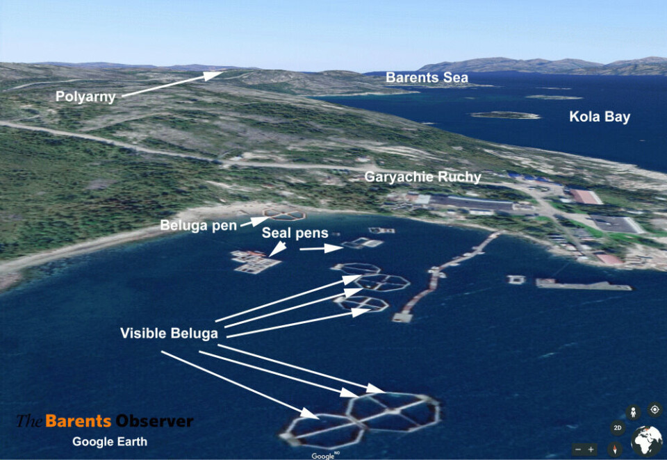 Six beluga whales in pens are visible on this satellite image from Garyachie Ruchy in the Kola Bay, some 3,5 km south of the closed naval town of Polyarny on the Kola Peninsula. Image: Google Earth 3D / The Barents Observer