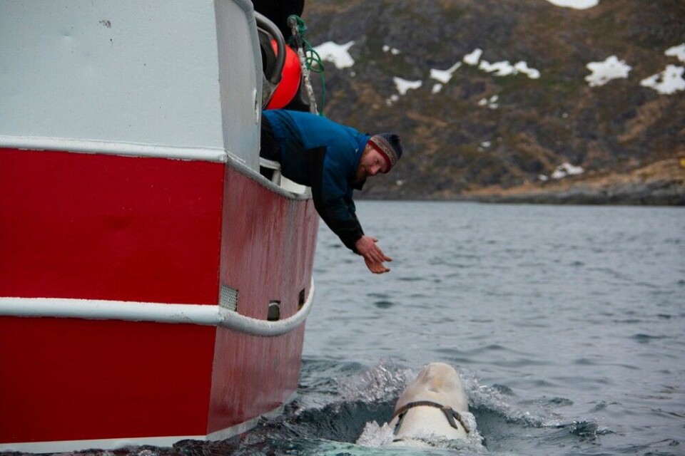 Local fishermen Joar Hesten first discovered the beluga whale in a Norwegian fjord in April. Photo: Jørgen Ree Wiig / Fiskeridirektoratet