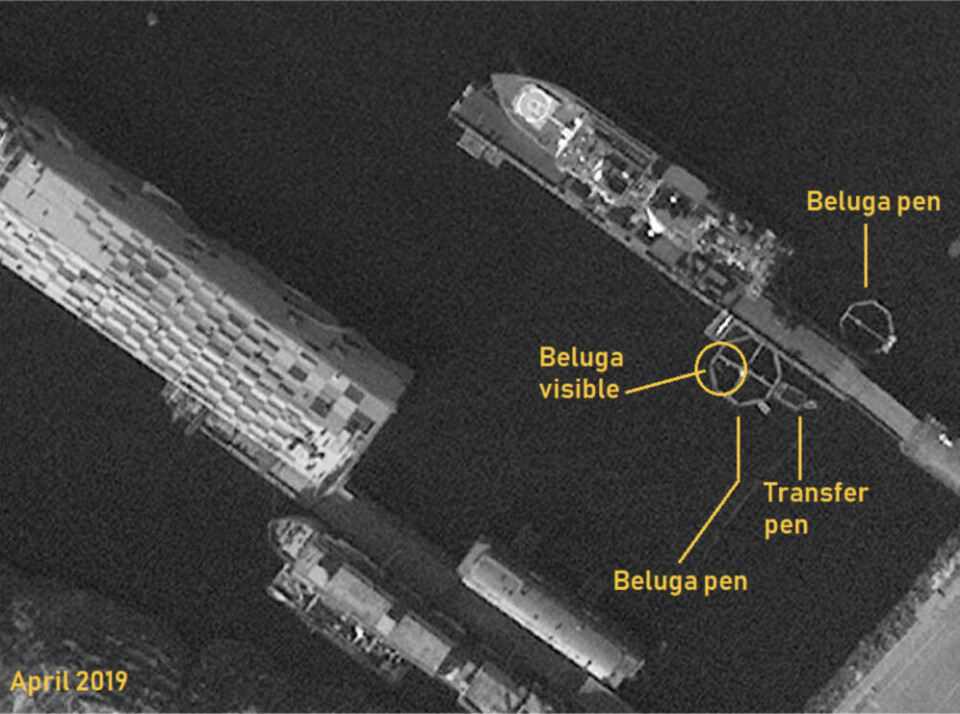 Satellite image is courtesy of Covert Shores and shows two pens moored in Olenya Bay.