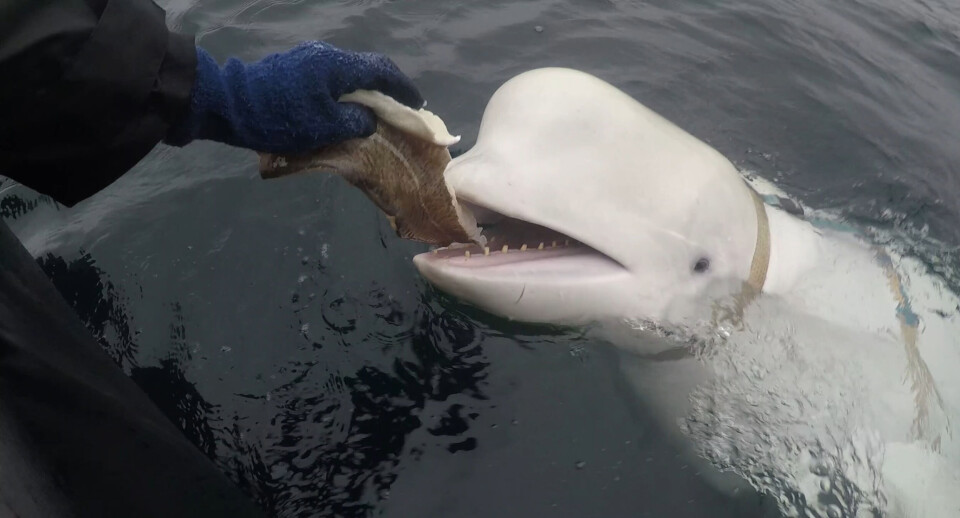 ‘Whaledimir’ - or Hvaldimir as he is named in Norwegian - can’t find food by himself. Photo: Jørgen Ree Wiig / Norwegian Directorate of Fisheries (Sea Surveillance Service)