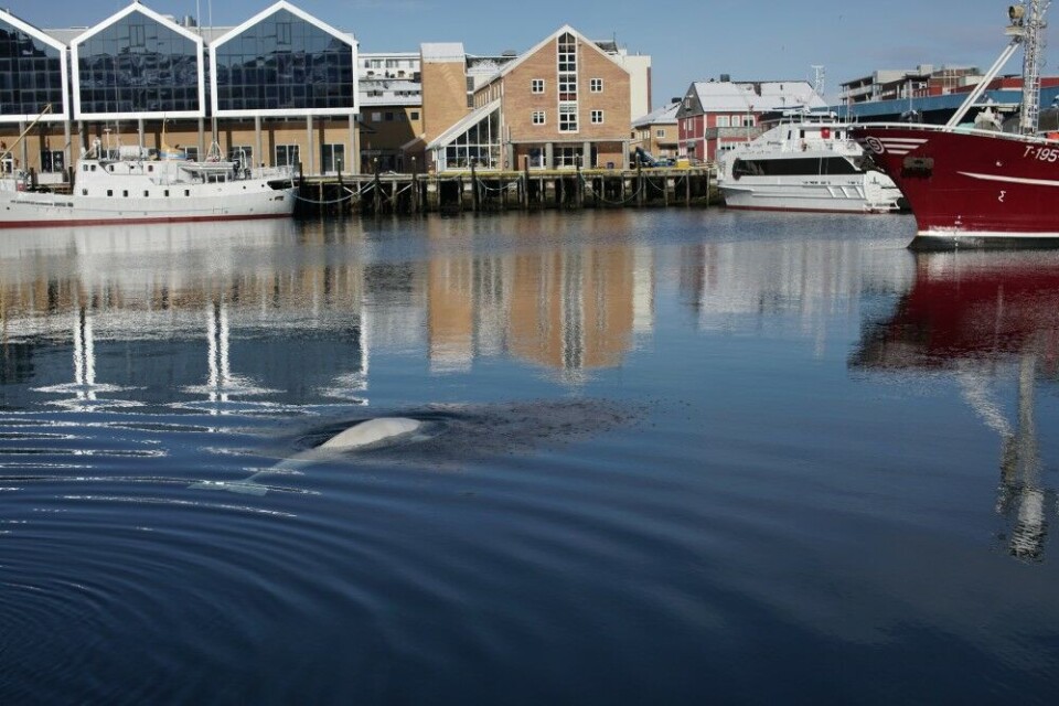 ‘Whaledimir’ is today swimming around in the central harbor of Hammerfest. Photo: Jørgen Ree Wiig / Norwegian Directorate of Fisheries (Sea Surveillance Service)