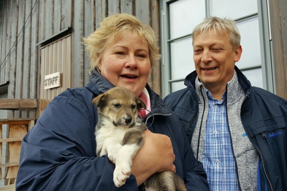 Erna Solberg and Øyvind Sollie with one of the puppies that one day will be a sled dog at the snowhotel. Photo: Thomas Nilsen