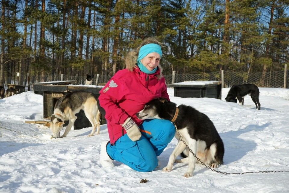 It became an early end to the season for the 44 Siberian husky sled dogs Trine Beddari used when bringing visitors around in the taiga forest winter dreamland wilderness. Photo: Thomas Nilsen