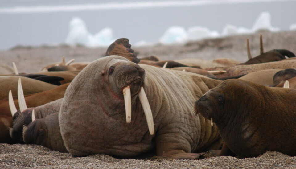 Tourists must keep a minimum of 150 metres distance from haul-sites for walruses Photo: Thomas Nilsen