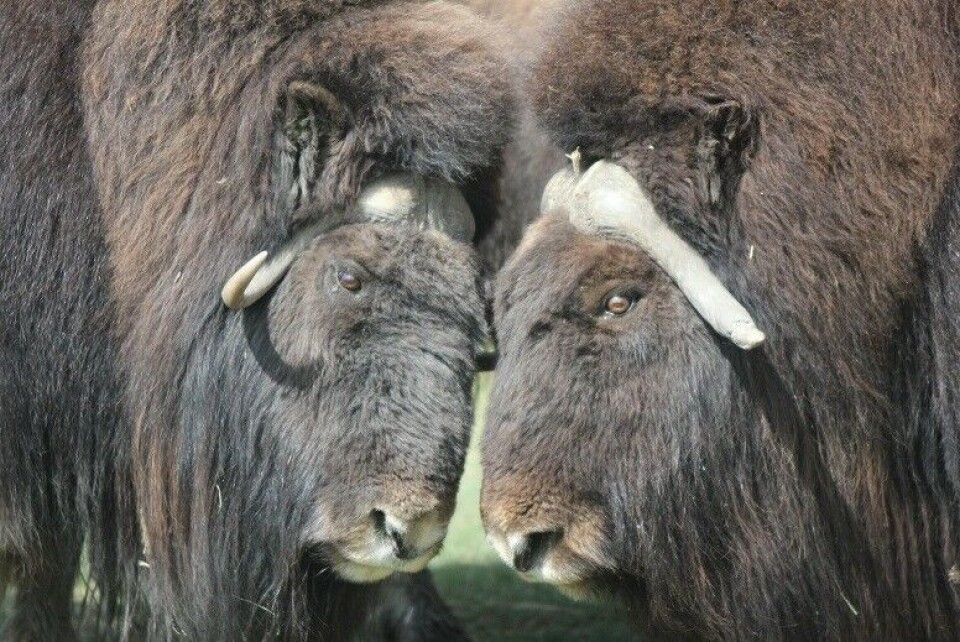 Фото: Eye on the Arctic