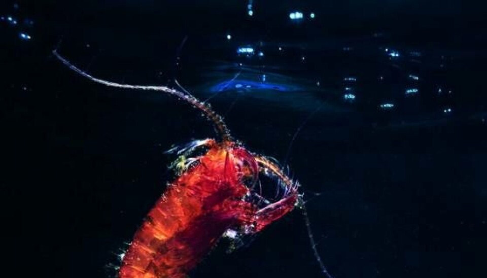 Copepod Paraeuchaeta sp. “In warmer future climates, the ice will form later in the autumn, resulting in reduced ice-algae production,” Hauke Flores said. “This, in combination with their delayed rise to the surface, could lead to more frequent food shortages for the zooplankton in winter.” Photo: Mario Hoppmann/AWI