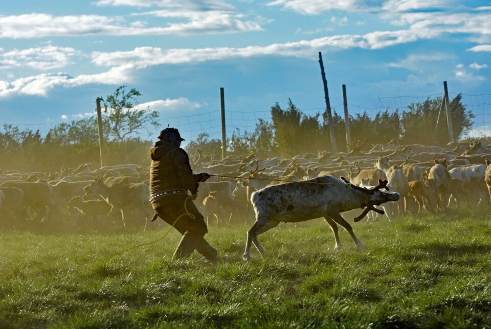 Saami say the pressures on their lands from climate change and industrial development are causing strain to their culture.