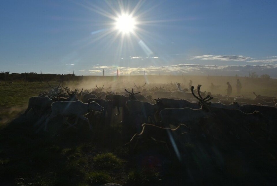 Midnight sun over the enclosure where reindeer are gathered.