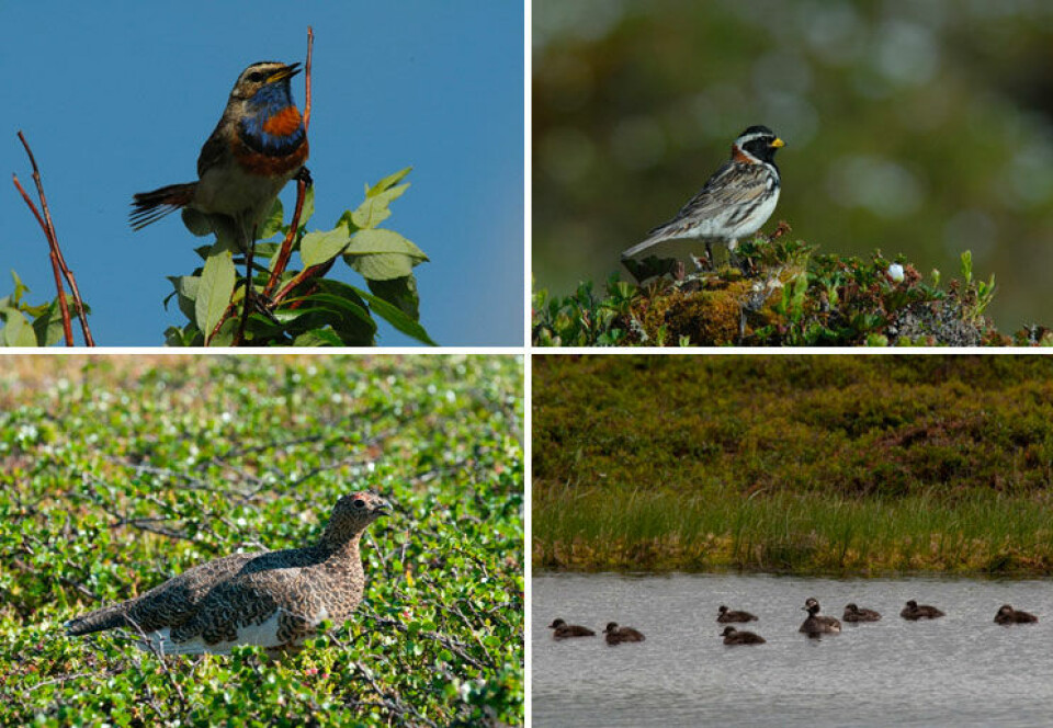 Four bird species nesting on tundra that have recently been placed on the Norwegian red list. Bluethroat (top left), Lapland longspur (top right), willow ptarmigan (bottom left) and a female long-tailed duck with chicks (bottom right). All photos were taken on the Varanger Peninsula. Photos: Geir Vie
