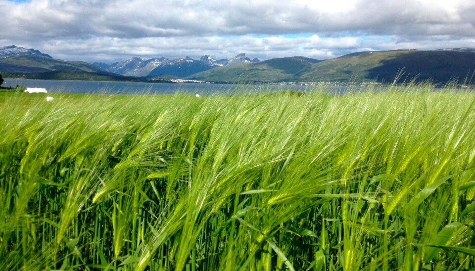 How will climate change affect Arctic agriculture?