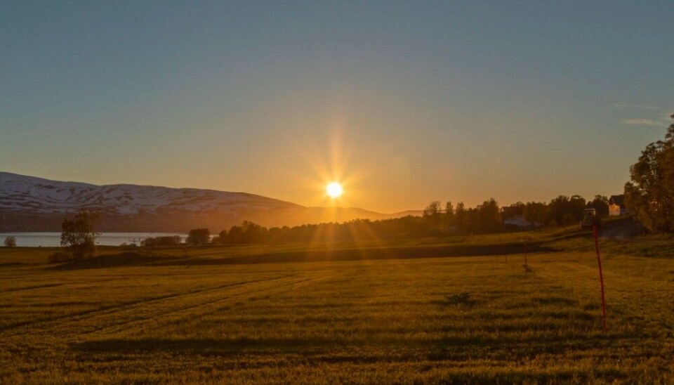 Very long daily photosynthetic light periods during the midnight sun period allow for more rapid development and growth in crops grown at high latitudes. Photo: Jørgen Mølmann / Norwegian Institute of Bioeconomy Research