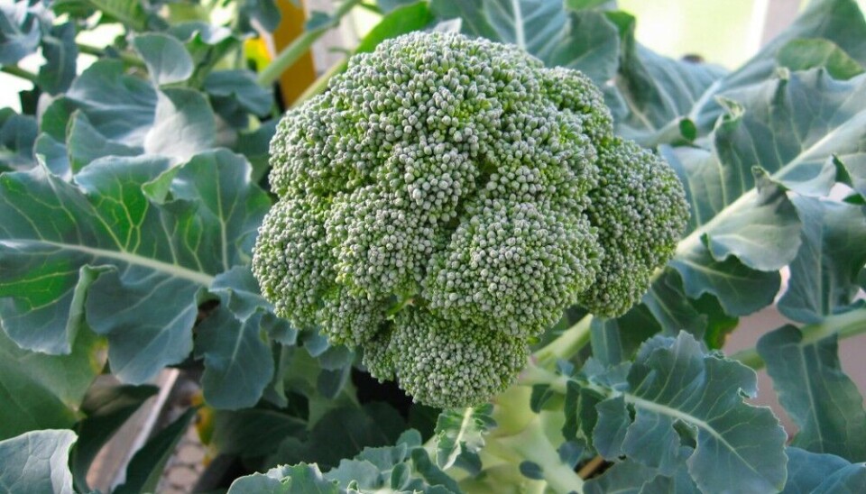 Climate change may make it easier to grow broccoli in the High North. Photo: Jørgen Mølmann / Norwegian Institute of Bioeconomy Research