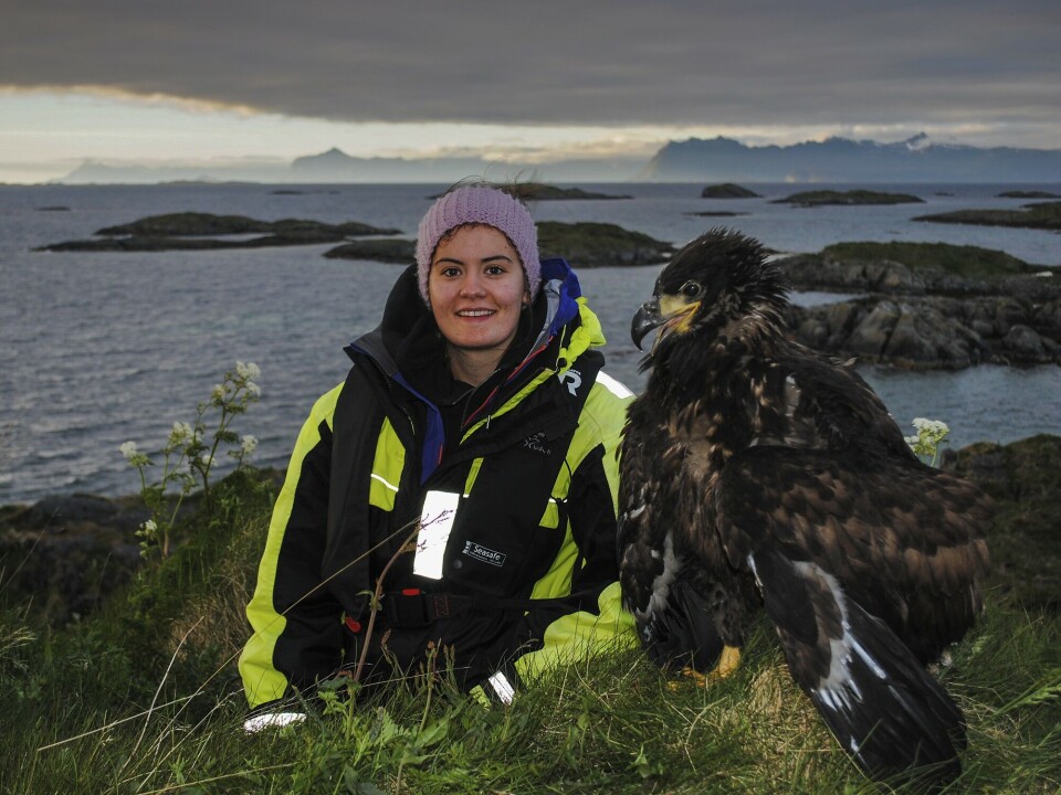 Multiple stressors: why even low pollution threatens top predator birds