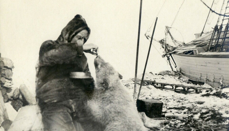 To tame a polar bear