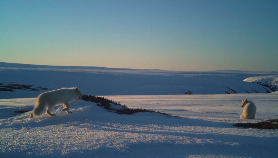 Adaptive monitoring of the arctic fox in the Norwegian low Arctic