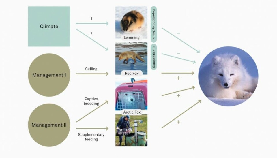 Diagram illustrating the hypothesised climate drivers and implemented management interventions in COAT’s adaptive monitoring of the critically endangered arctic fox in the Norwegian low Arctic. The climate drivers include: (1) Disrupting effect of warmer winters on lemming population cycles and failed arctic fox reproduction resulting from absence of lemming prey and (2) expansion of red fox and resultant competitive displacement of arctic fox in productive tundra habitats. The two management interventions include: I) culling of red fox in order to release arctic foxes from competitive displacement (2005-present) and II) release of captive-bred arctic foxes (2018-2020) and supplementary feeding by exclusive dispensers with dog pellets (2018-present). Photos: Lemming, Rolf A Ims / UiT The Arctic University of Norway; Red fox, COAT camera trap; Caged arctic fox and Supplementary feeding, Dorothee Ehrich / UiT The Arctic University of Norway; Arctic fox, Jason Roberts