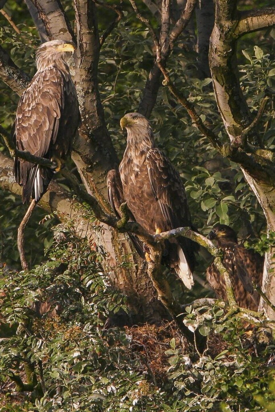 The white-tailed eagle is a majestic bird and a symbol of the pristine environment on the Norwegian Coast. Photo: Trond Johnsen.