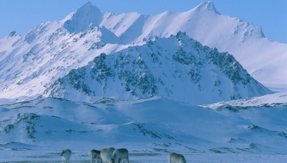 On Brøggerhalvøya, the Svalbard reindeer has been monitored since its reintroduction in 1978. Mild weather has resulted in ice-covered pastures and subsequent population crashes, and the vegetation has been heavily modified since 1978. At present, the population has stabilised at a lower density on the peninsula. Photo: Ronny Aanes / Norwegian Polar Institute