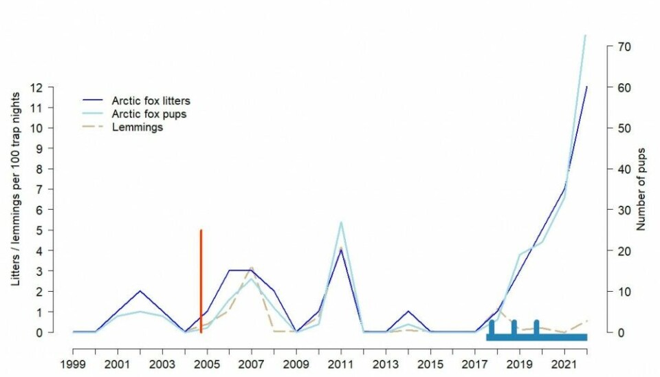 Arctic fox reproductive output (number of litters and pups) per year on the Varanger Peninsula in relation to lemming abundance (indexed as number of lemmings per hundred trap nights since 2004). The horizontal red bar denotes the duration of red fox culling, the vertical blue bars denote the release of captive bred foxes in years 2018-2020, and the horizontal blue bar denotes the duration of supplementary feeding. Notice the decoupling of lemming dynamics and arctic fox reproduction after the onset of supplementary feeding and release of captive breed foxes after 2018.
