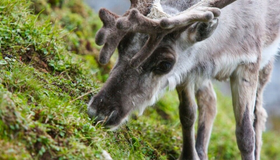 Reindeer grazing.Photo: Tore Nordstad.